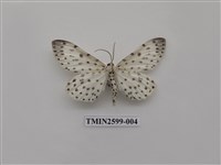 藏品(尺蛾112)的圖片